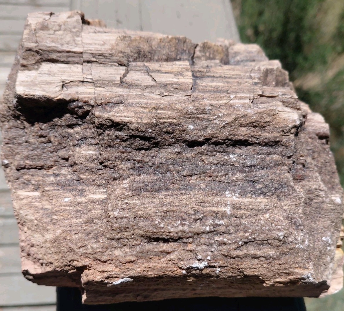 Petrified Wood Trunk/Stump Quartz Replaced Bark 5 1/4Lb Grain Henry Mountains UT