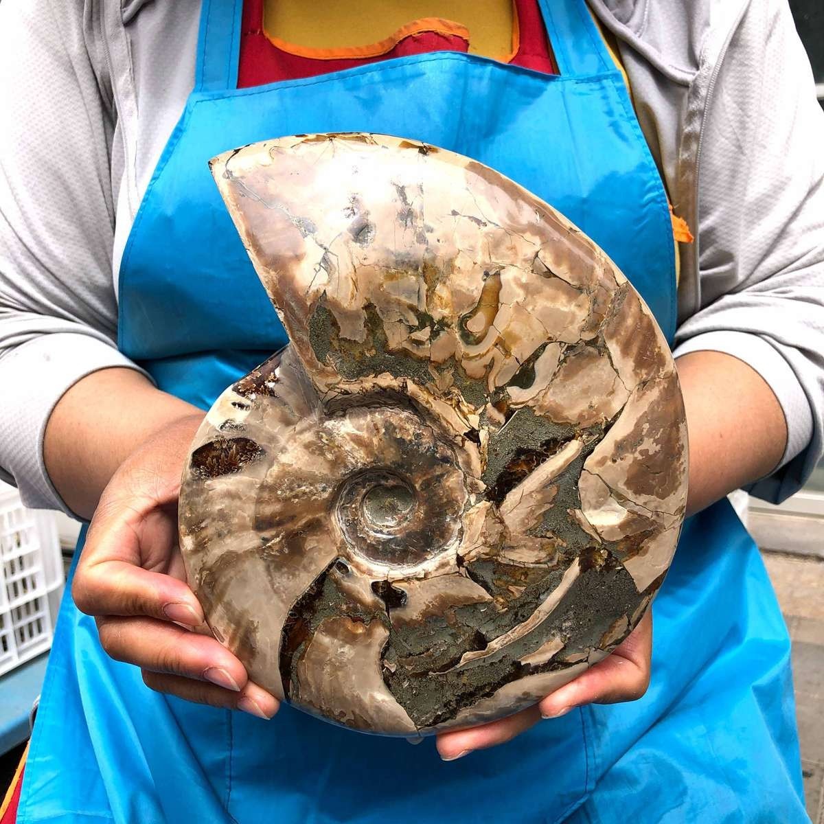 4.59LB Natural Tentacle Ammonite Fossil Specimen Shell Healing Madagascar
