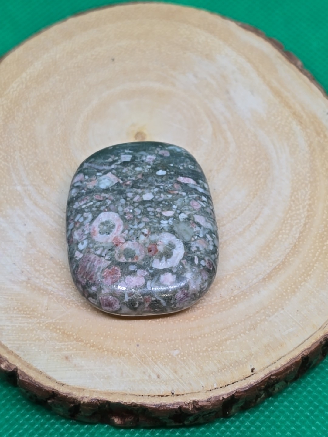 Fossil Shell Palm Stone Palmstone Flat Pocket Polished