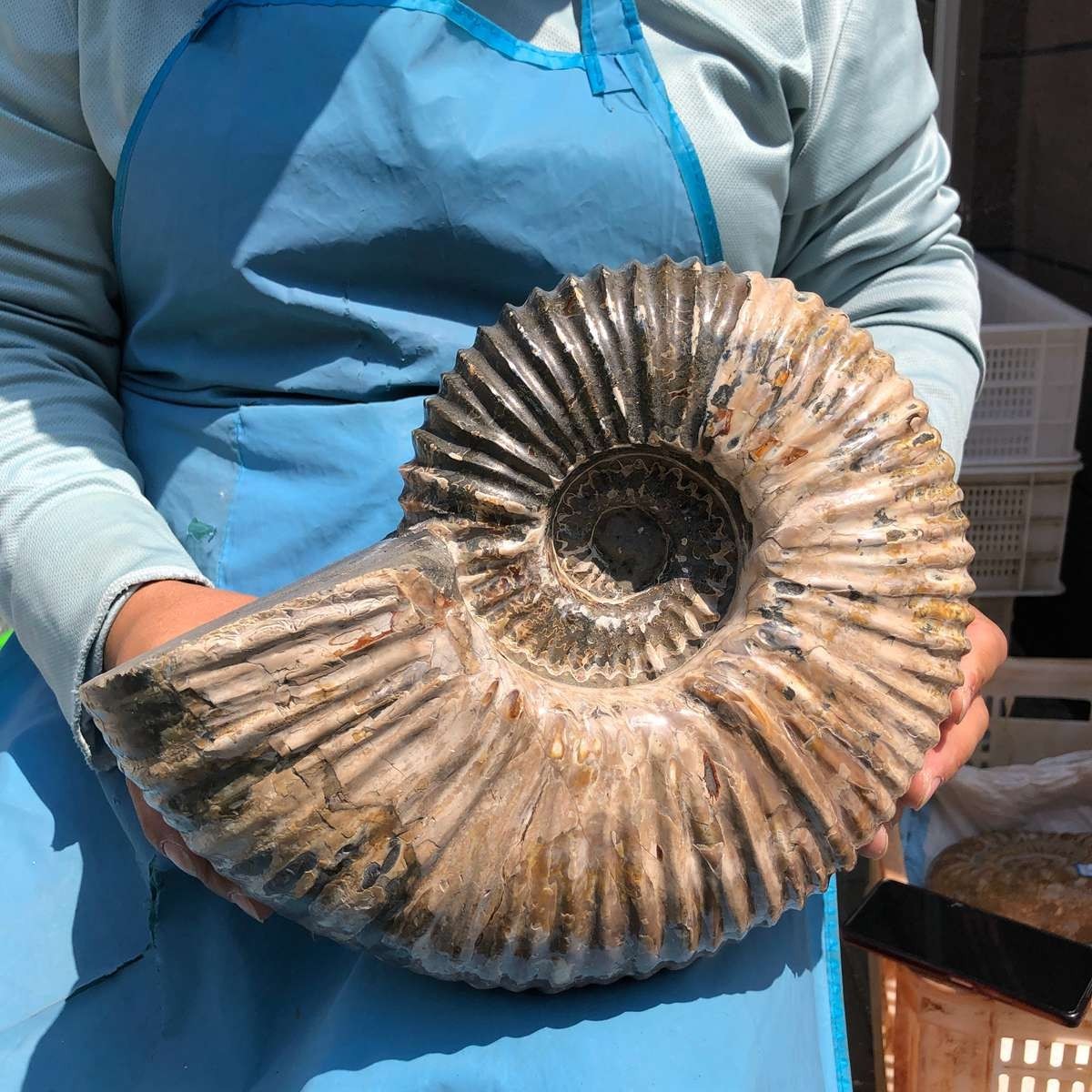 17.75LB Natural Beautiful Ammonite Fossil Conch Crystal Specimen Healing 5386
