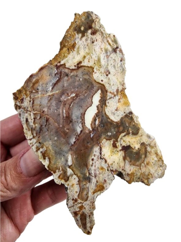 Grassy Mountain Petrified Wood Faced Specimen 184.1 grams.