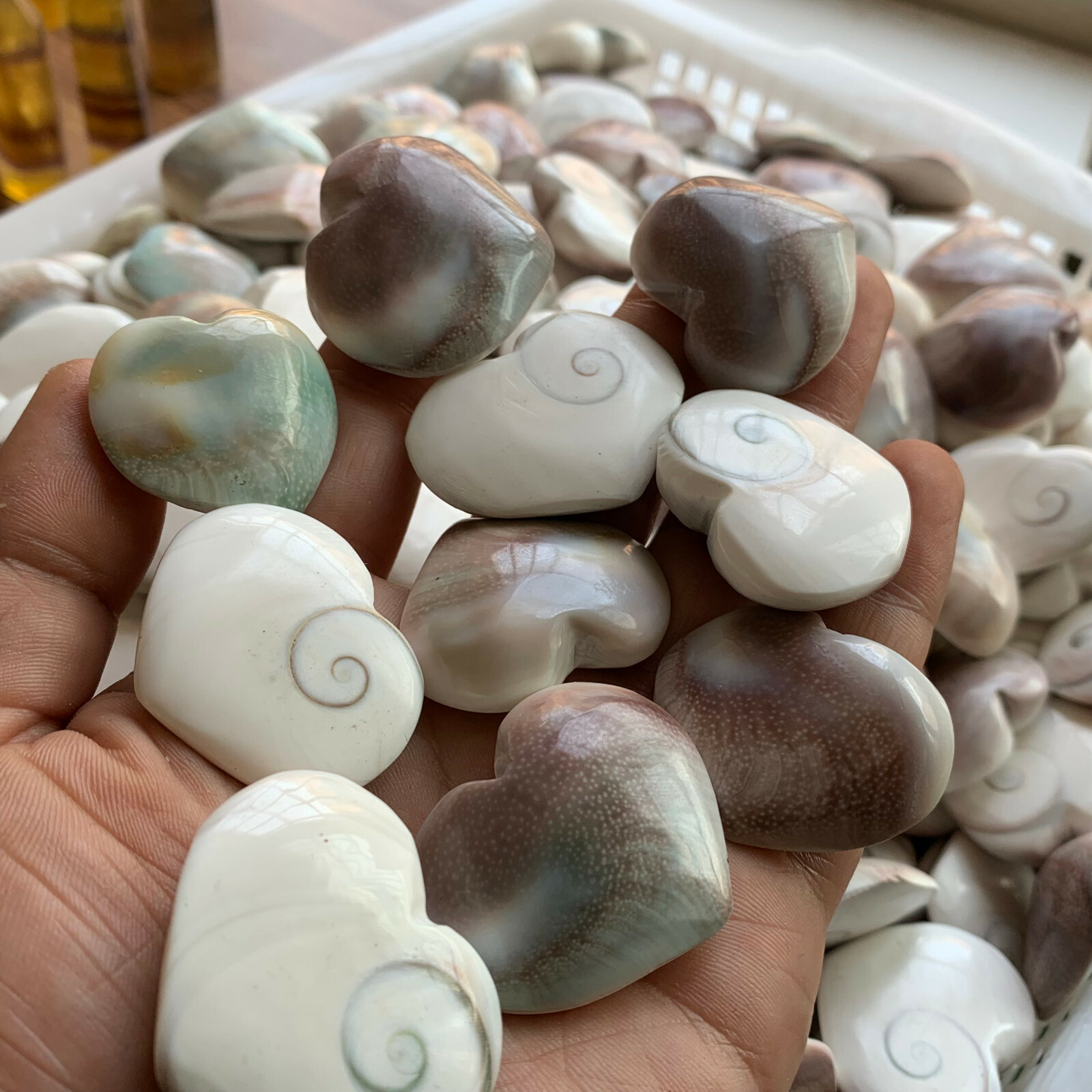 1LB Random Natural shell fossil crystal heart craft conch healing